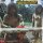 Budy-Maglione - Cannibal Ferox [LP NEU] Grindhouse Releasing - | RSD 2025